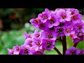 The world of flowers is only real! (HD1080p)