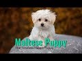 Maltese - Complete Guide For Maltese Dog Owners の動画、YouTube動画。