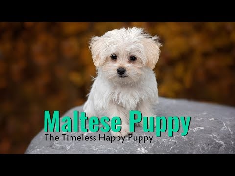 Maltese - Complete Guide For Maltese Dog Owners