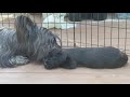 Skye Terrier "Maggie" Grooming Her 6-Week Old Pups の動画、YouTube動画。