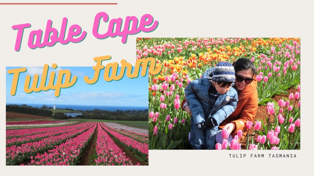 Table Cape Tulip Farm Tasmania