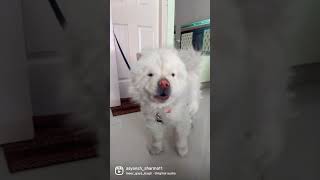 #chowchow #cutedog #talent #funnyvideo #foodie