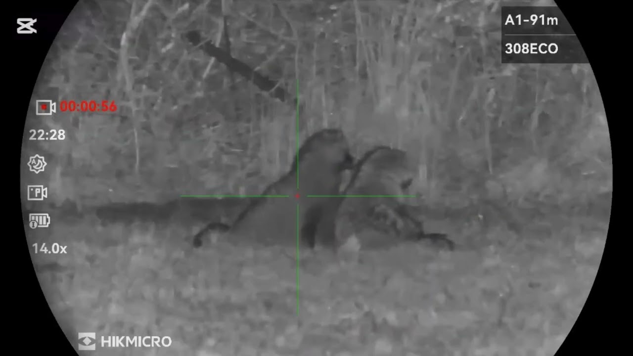 Racoon dog hunt, HikMicro Alpex. - YouTube