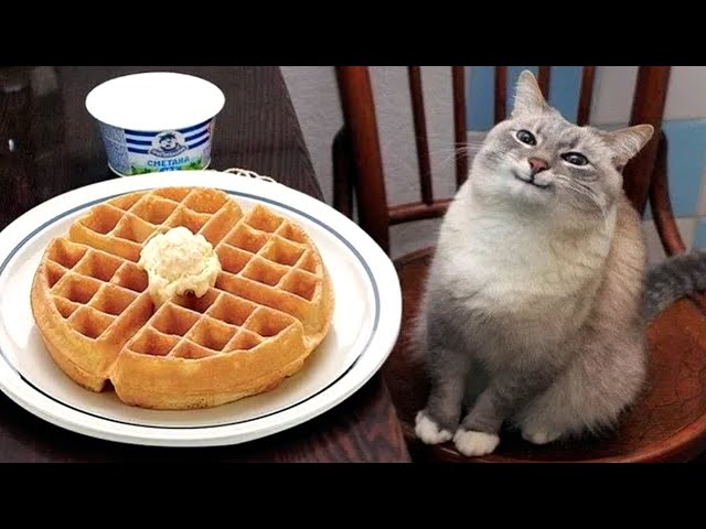 Funny Cat Memes Compilation Of 2023 V07 - Youtube