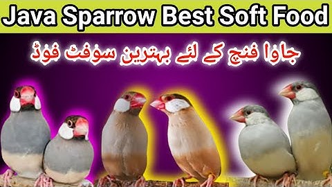 Java Sparrow Best Soft Food | Java Finch Soft Food | Java Bird Soft Food