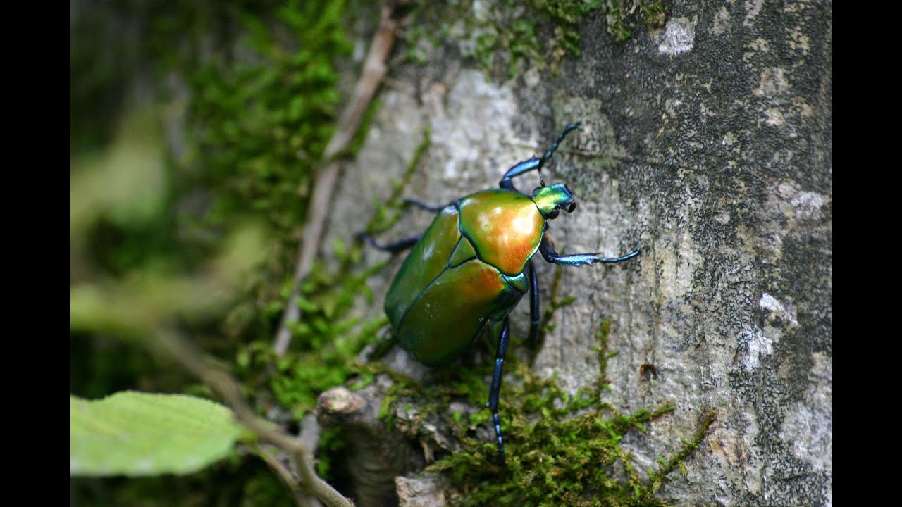 Amazing World of Beetles