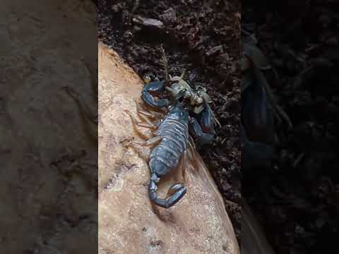 Video: Kur gyvena geltonuodegiai skorpionai?