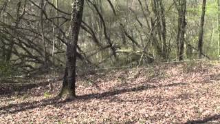ELAGAGE forêt -cartes virtuelles-224