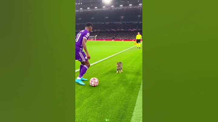 THE CAT THAT STOLE THE MOMENT 😆🐱🔥 #shorts #football #funny #animals