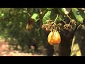 ಗದಗದಲ್ಲಿ ಗೋಡಂಬಿ ಬೇಸಾಯಕ್ಕೆ ಮುನ್ನುಡಿ | Cashew