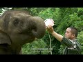 人与自然和谐共生：云南亚洲象群的北迁之旅【生命之歌】