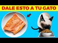 😸15 alimentos humanos que pueden comer los gatos