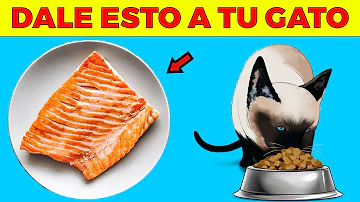 ¿Qué comida humana pueden comer los gatos como premio?