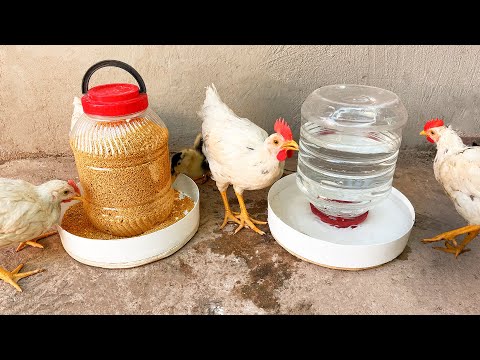 Süper Fikir | Pratik ve Kolay Tavuk Yemlik Yapımı