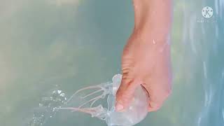 Swimming Sa Dagat ..Summer Jellyfish Hits