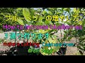 ブルーベリー３通りの増やし方