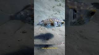 Yellow dotted burrfish #redsea #elquseir #egypt #diving #burrfish #yellowdottedburrfish