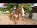 LEVY MONTOU O CAVALO GIGANTES E TEVE TREINO ALINHANDO BOI