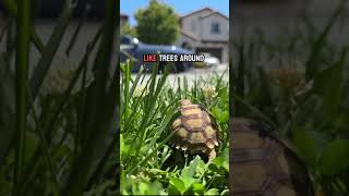 Tortoise walk and POV