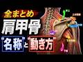 【全まとめ】肩甲骨の"名称"と"動き方"
