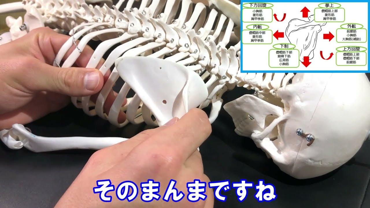 【全まとめ】肩甲骨の