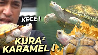 FANTASTIS !!! KURA2 SEJUTA UMAT HARGA BELASAN JUTA !!!