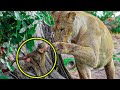 This lioness finds a baby baboon and does something incredible