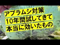 結局これ以外のアブラムシ対策は、すべてやめました。