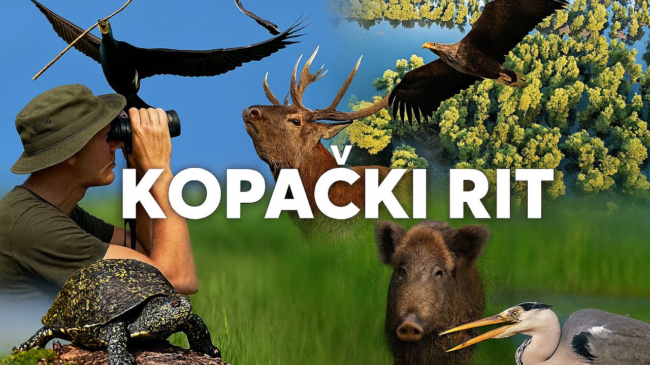Cap Vi Rit Kopački rit Nature Park, Croatia - YouTube