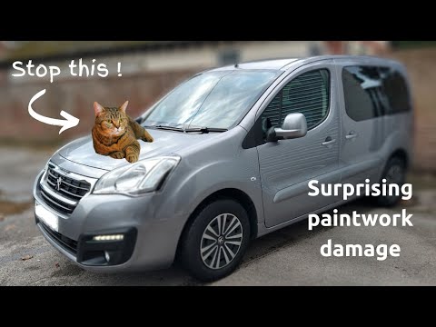 Don't let cats sit on the car bonnet (hood) as it causes paintwork damage & not from its claws!