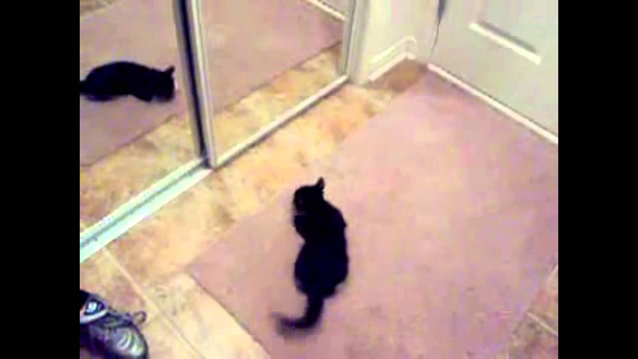 Fanny cats december 2015