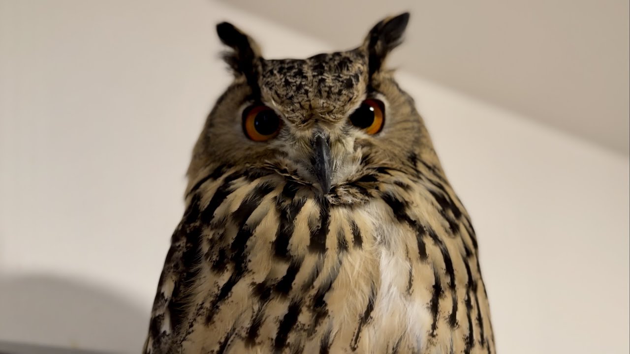 #531 羽角が立ったフクロウさん HORNED OWL WITH FEATHERS ERECT 【ベンガルワシミミズク】 - YouTube