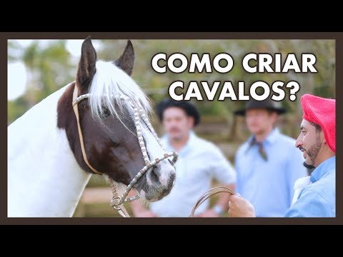 Vídeo: Como Criar Cavalos