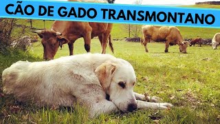 Cão de Gado Transmontano  Transmontano Mastiff  Facts and Information