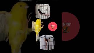 Suara Muray. Muray Batu Kapten Subasha.