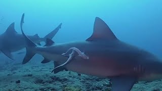 Shark bites are lower than average in Florida, but the state is still the highest in the nation