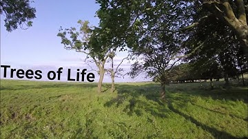 Armattan Chameleon Ti / Tree