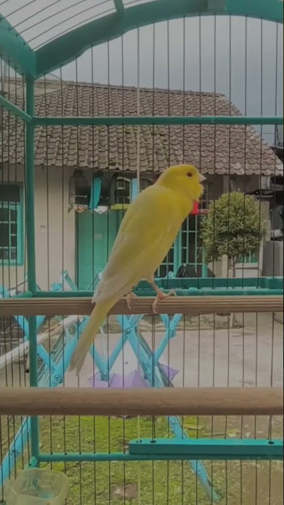 kenari fbb GACORR!#kicaumaniaindonesia #story #kenari #shorts #kenarigacor #storywa #shorts #viral