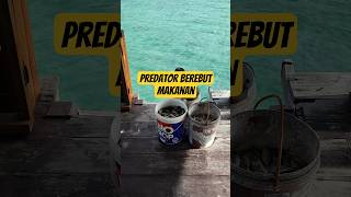 Feeding time... various types of fish become food for predatory fish #fish #kerapumonster #fishing