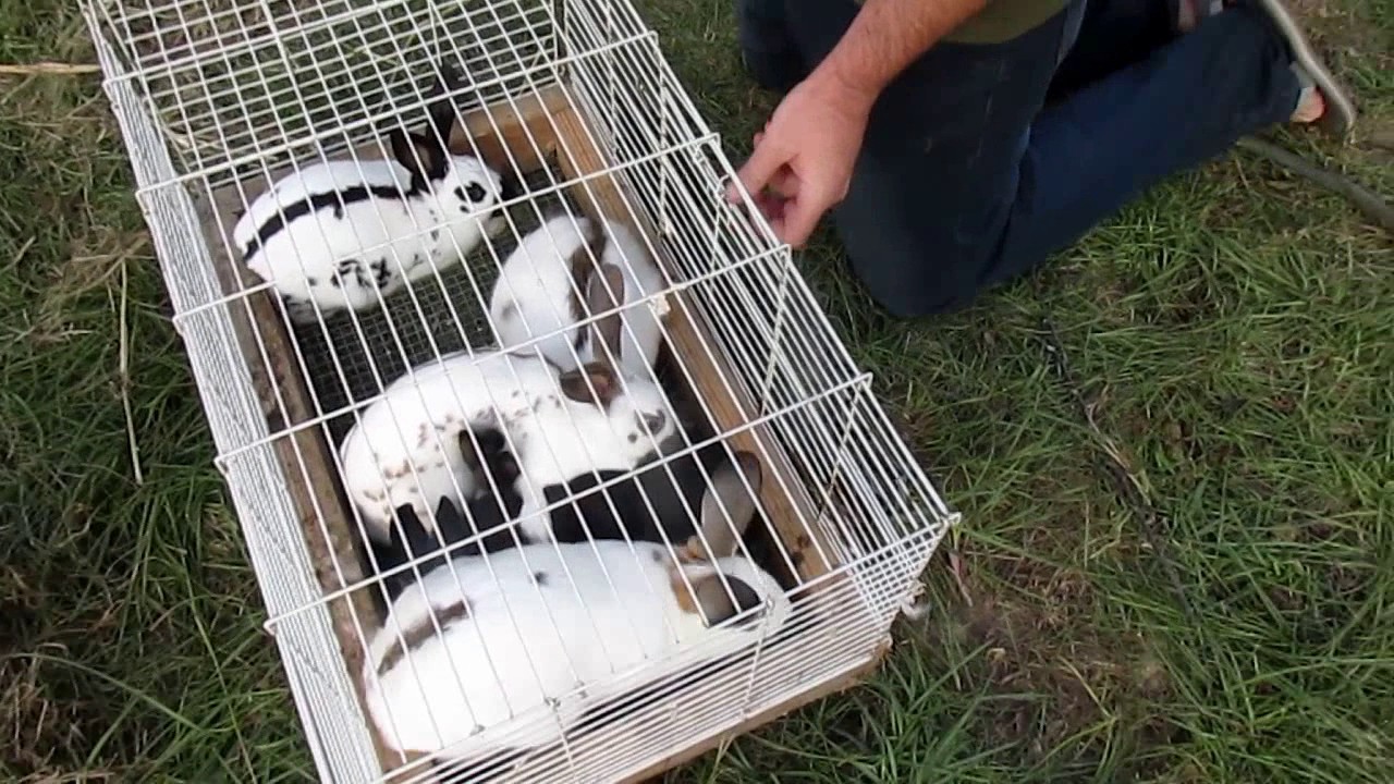 #petsmart RABBIT CARE SHEET