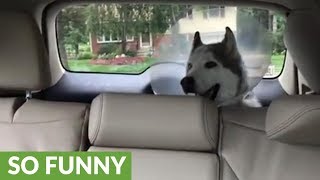 Husky's priceless protest while recovering from anesthesia
