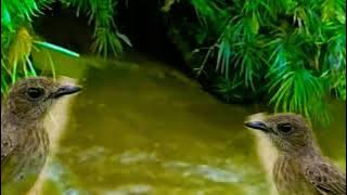 Pancingan Decu Betina Memangil Jantan