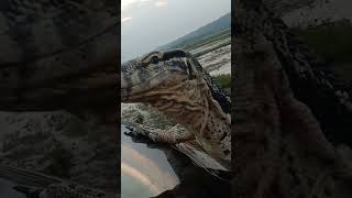 NGERI!! Biawak raksasa 😲 #biawak #viral #tiktok