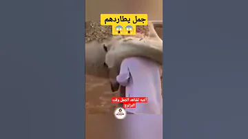 Shorts لاتشاهد الجمل وقت التزاوج 