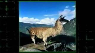 G4 Pulse E3 03 Commercial