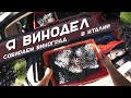 Я винодел в Италии | Собираем виноград | Осваиваем виноделие