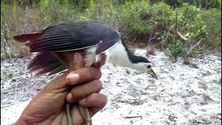 SUARA PIKAT BURUNG RUAK RUAK ANDALAN JERNIH//BIRDTRAP