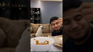LUCU Fadil jaidi main dan makan nasi uduk bareng ocong (burung kakak tua)