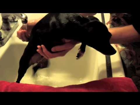 Bath Time at Casa Chihuahua