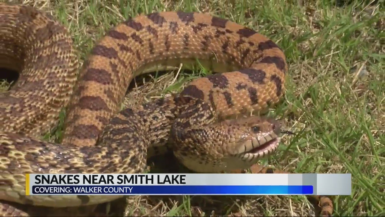 Are There Snakes In Smith Mountain Lake?
